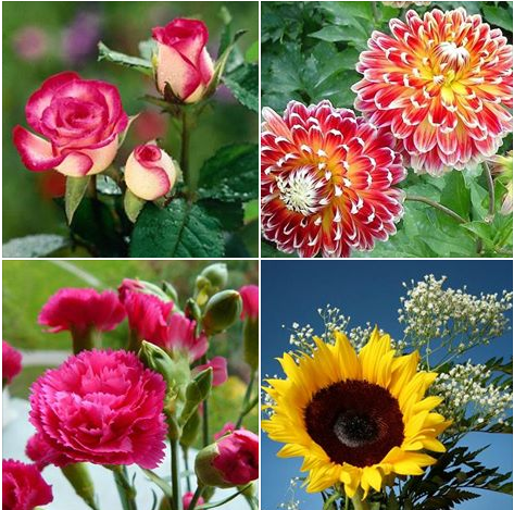 KPKH: Tìm hiểu về một số loại hoa
