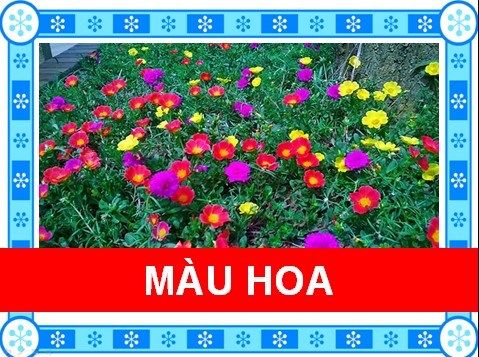 Âm nhạc : DH:  Màu hoa ; NH:  Hoa trong vườn 