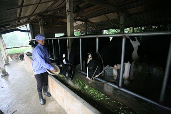 Vinamilk lấy sữa tươi ở đâu để cung cấp cho Sữa học đường Hà Nội?