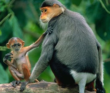 Tại sao khỉ thường xuyên bắt cái gì trên thân thể của đồng loại?