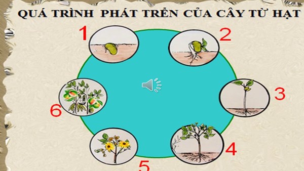 KPKH: Quá trình phát triển của cây 