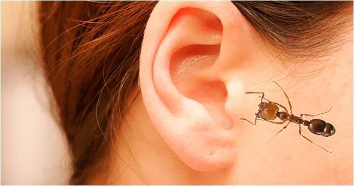 Lỡ bị côn trùng chui vào lỗ tai, cần xử trí thế nào?