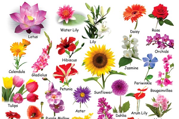Câu đố về các loài hoa