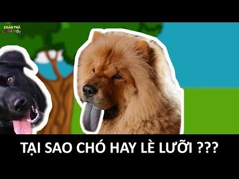 Tại sao chó hay lè lưỡi??? | KHÁM PHÁ KHOA HỌC 🐕🐕🐕