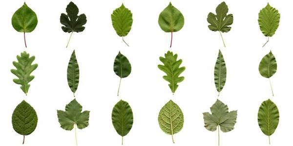 Những câu đố cho trẻ mầm non về các loại lá cây