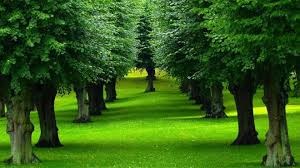 KPKH: Trò chuyện về cây xanh.