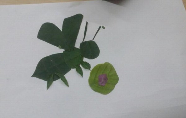 Chùm tranh ghép sáng tạo từ những chiếc lá của HS lớp 5A3 trường Tiểu học Giang Biên
