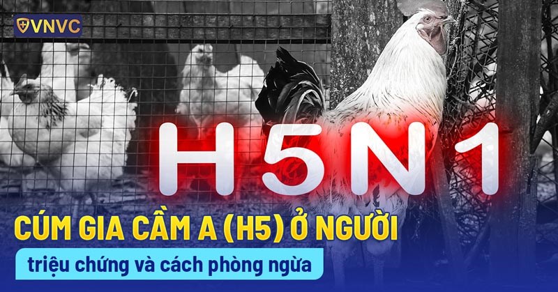 Bệnh cúm A H5N1 có nguy hiểm không?