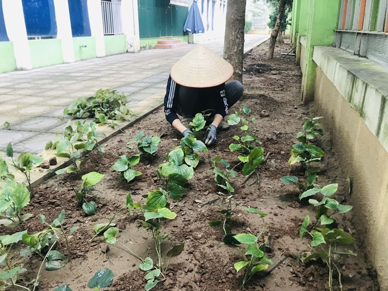 Nhân viên nuôi dưỡng trường mầm non Hồng Tiến tham gia vệ sinh cải tạo, tận dụng đất trống trồng rau gia vị trong thời gian nghỉ dịch Covid-19